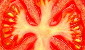 Concurso nacional retorna após 12 anos valorizando a qualidade do tomate brasileiro