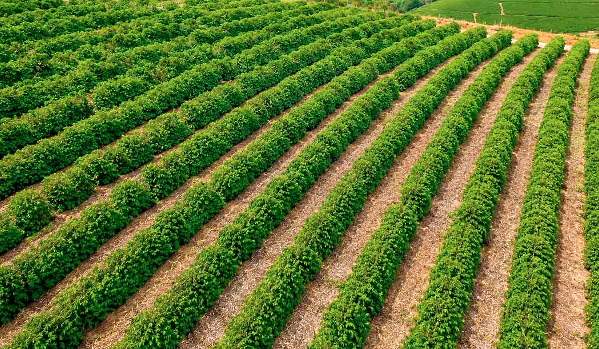 Cafeicultura transforma paisagens e oportunidades no semiárido mineiro Cafeicultura transforma paisagens e oportunidades no semiárido mineiro