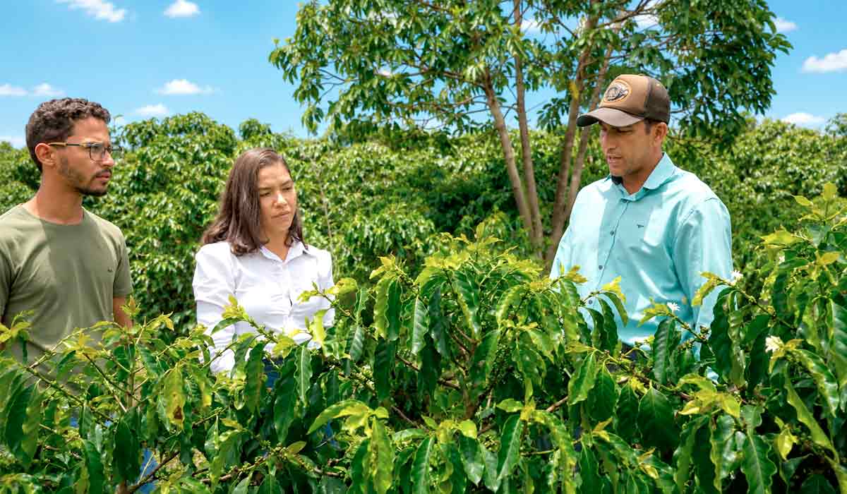 Histórias de inovação colocam pequenos produtores do Vale do Jequitinhonha entre os protagonistas da cafeicultura brasileira Histórias de inovação colocam pequenos produtores do Vale do Jequitinhonha entre os protagonistas da cafeicultura brasileira