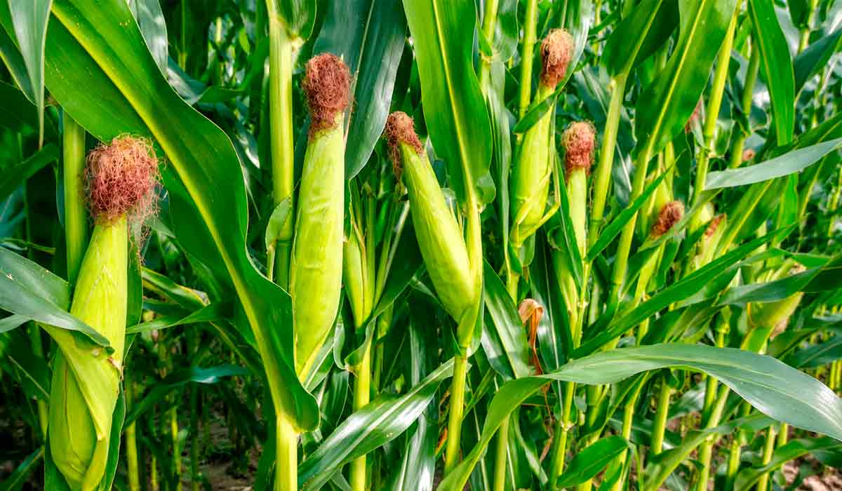 Novo Zarc amplia a precisão das recomendações para o cultivo do milho