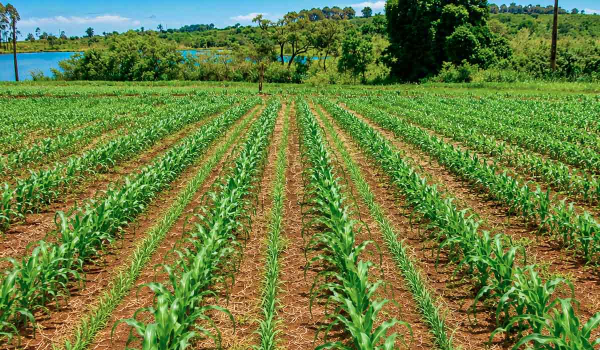 Atualização considera séries climáticas mais completas para reduzir riscos agrícolas e ajustam o zoneamento do consórcio milho-braquiária que amplia sustentabilidade das propriedades rurais Atualização considera séries climáticas mais completas para reduzir riscos agrícolas e ajustam o zoneamento do consórcio milho-braquiária que amplia sustentabilidade das propriedades rurais