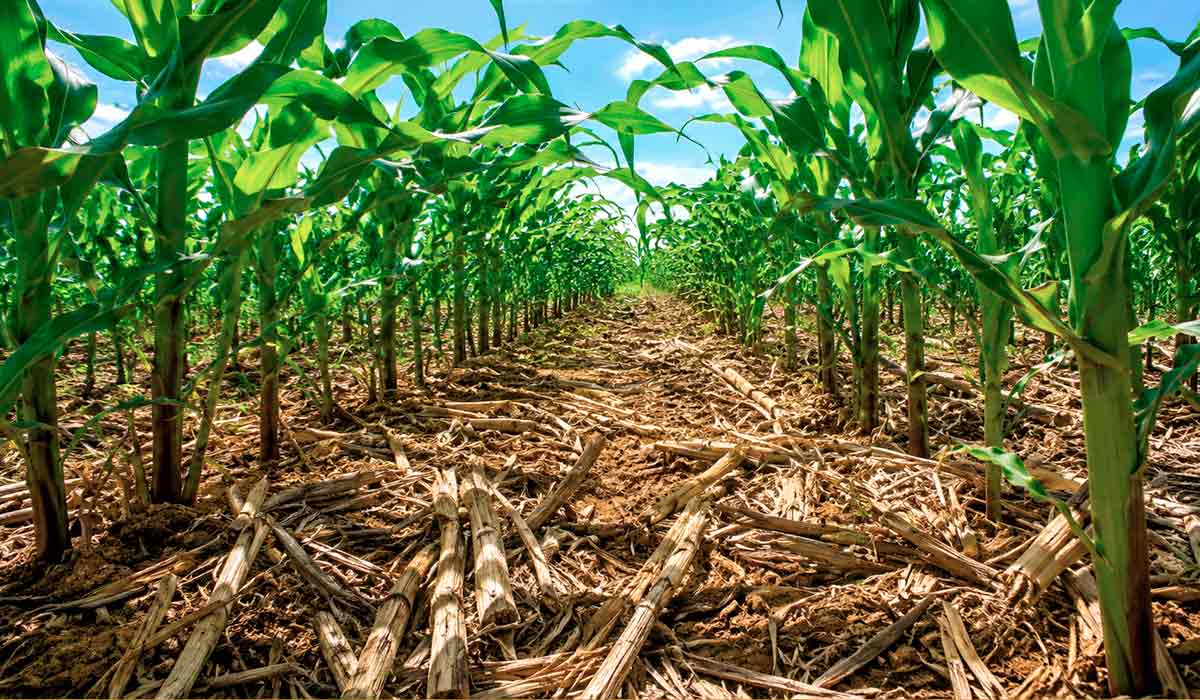O cálculo do risco climático passa a considerar práticas adotadas na propriedade, como tempo de plantio direto, cobertura vegetal e integração lavoura-pecuária que ganha novo suporte técnico no Zarc O cálculo do risco climático passa a considerar práticas adotadas na propriedade, como tempo de plantio direto, cobertura vegetal e integração lavoura-pecuária que ganha novo suporte técnico no Zarc