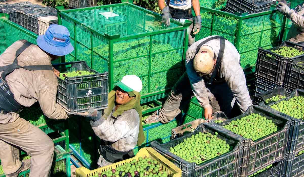Rio Grande do Sul lidera a produção nacional de azeite e safra recorde evidencia o avanço da olivicultura brasileira movimentando movimenta economia e turismo rural Rio Grande do Sul lidera a produção nacional de azeite e safra recorde evidencia o avanço da olivicultura brasileira movimentando movimenta economia e turismo rural