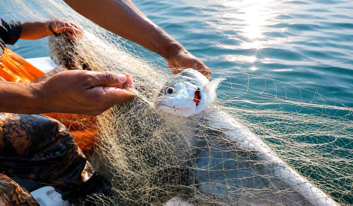 Plataforma reúne informações inéditas sobre a pesca artesanal da Baixada Santista