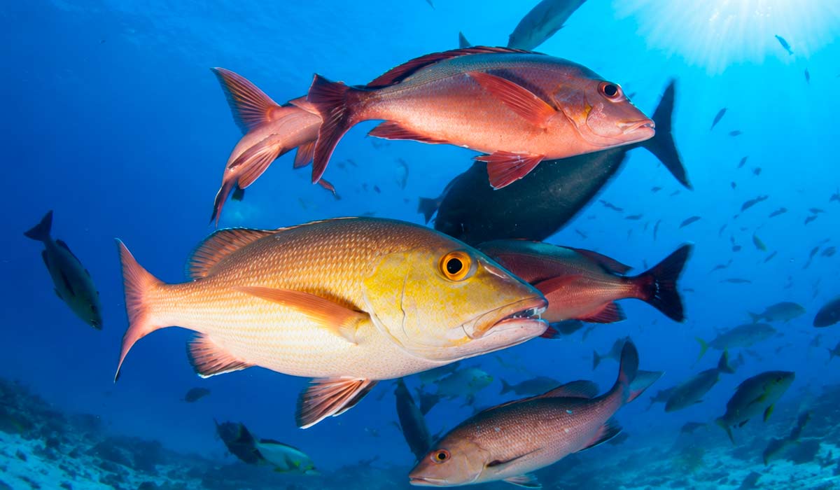 Nova portaria redefine a gestão sustentável da pesca do pargo (Lutjanus purpureus) com regras que ampliam controle e rastreabilidade da atividade pesqueira Nova portaria redefine a gestão sustentável da pesca do pargo (Lutjanus purpureus) com regras que ampliam controle e rastreabilidade da atividade pesqueira