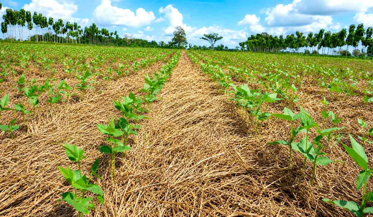 Brachiaria ruziziensis como cobertura de solo em Sistema Plantio Direto. A braquiária destaca-se na reciclagem de nitrogênio - Foto: Luis Wagner Rodrigues Alves/Embrapa Brachiaria ruziziensis como cobertura de solo em Sistema Plantio Direto. A braquiária destaca-se na reciclagem de nitrogênio - Foto: Luis Wagner Rodrigues Alves/Embrapa
