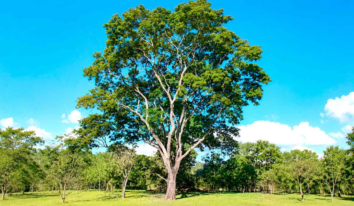 Angico é referência em conservação e biodiversidade no Rio Grande do Sul Angico é referência em conservação e biodiversidade no Rio Grande do Sul