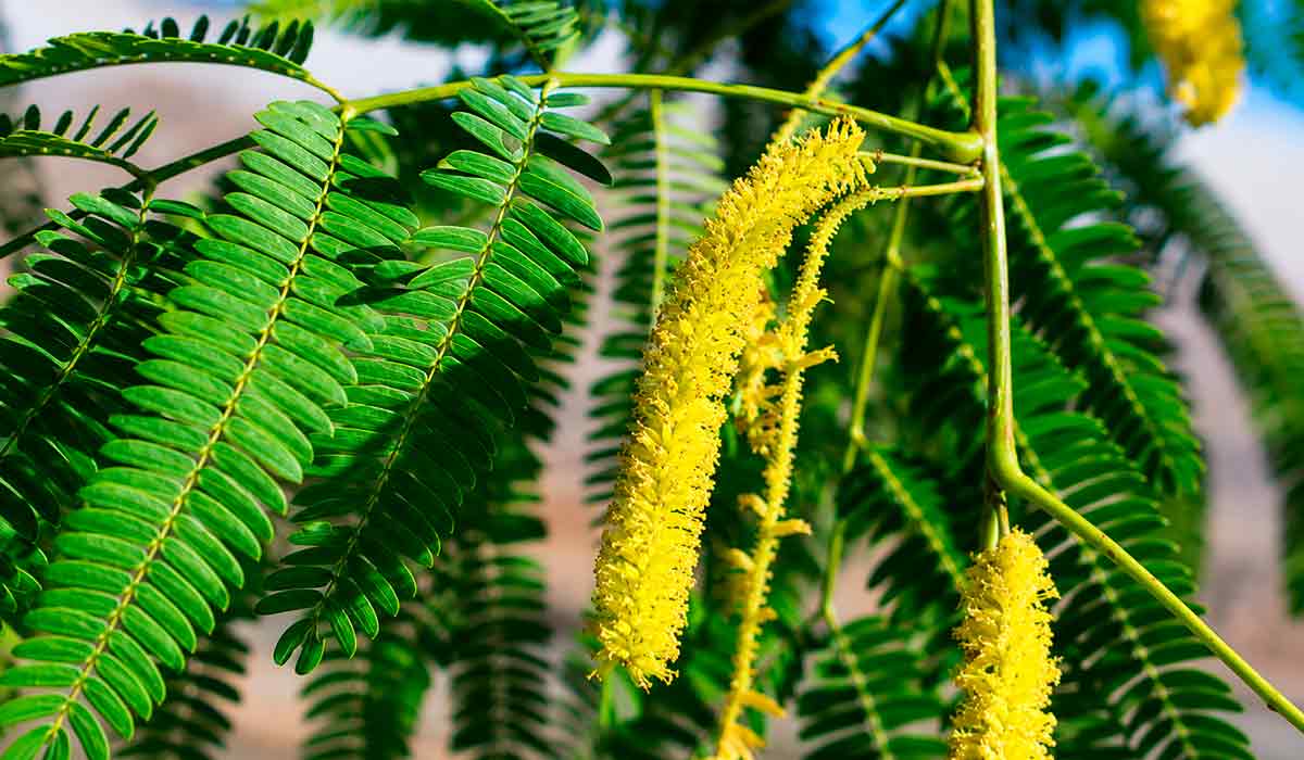 Flores em espigas cilíndricas axilares, amareladas, pouco vistosas e melíferas que favorecem polinizadores e enriquecem os ecossistemas Flores em espigas cilíndricas axilares, amareladas, pouco vistosas e melíferas que favorecem polinizadores e enriquecem os ecossistemas