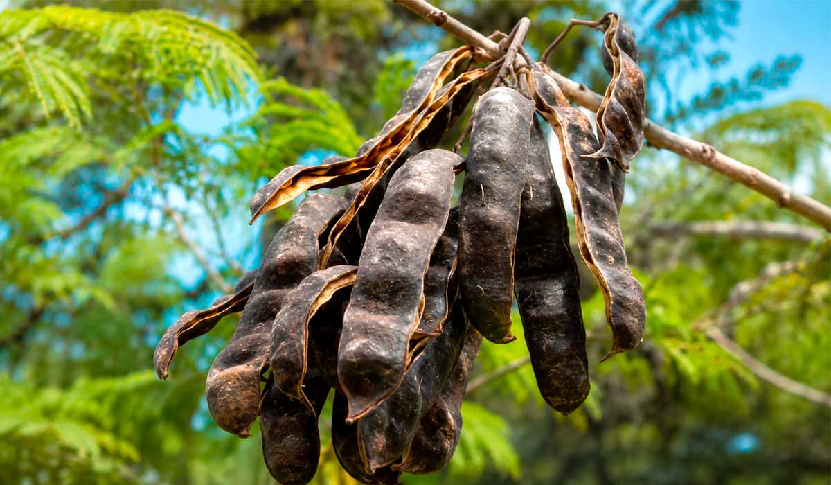 Espécie nativa possui elevada importância ecológica e econômica. O angivo apresenta fruto do tipo legume (vagem) plana, deiscente, com sementes achatadas Tronco com casca desprendida facilita a identificação do angico adulto