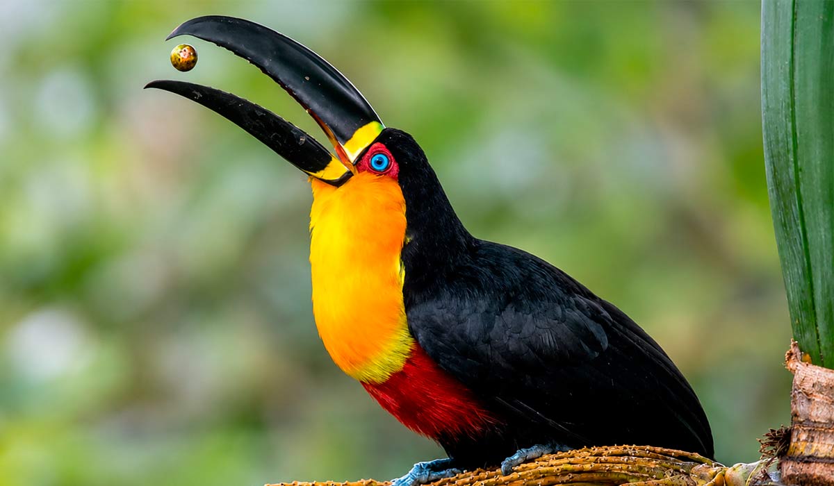 Tucano-de-bico-preto voltou a ocupar a Floresta da Tijuca