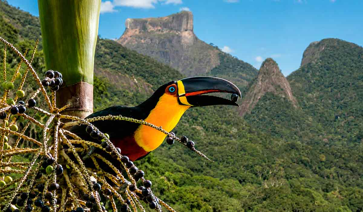 Pesquisa confirma recuperação ecológica após cinco décadas recuperando funções naturais da floresta Pesquisa confirma recuperação ecológica após cinco décadas recuperando funções naturais da floresta