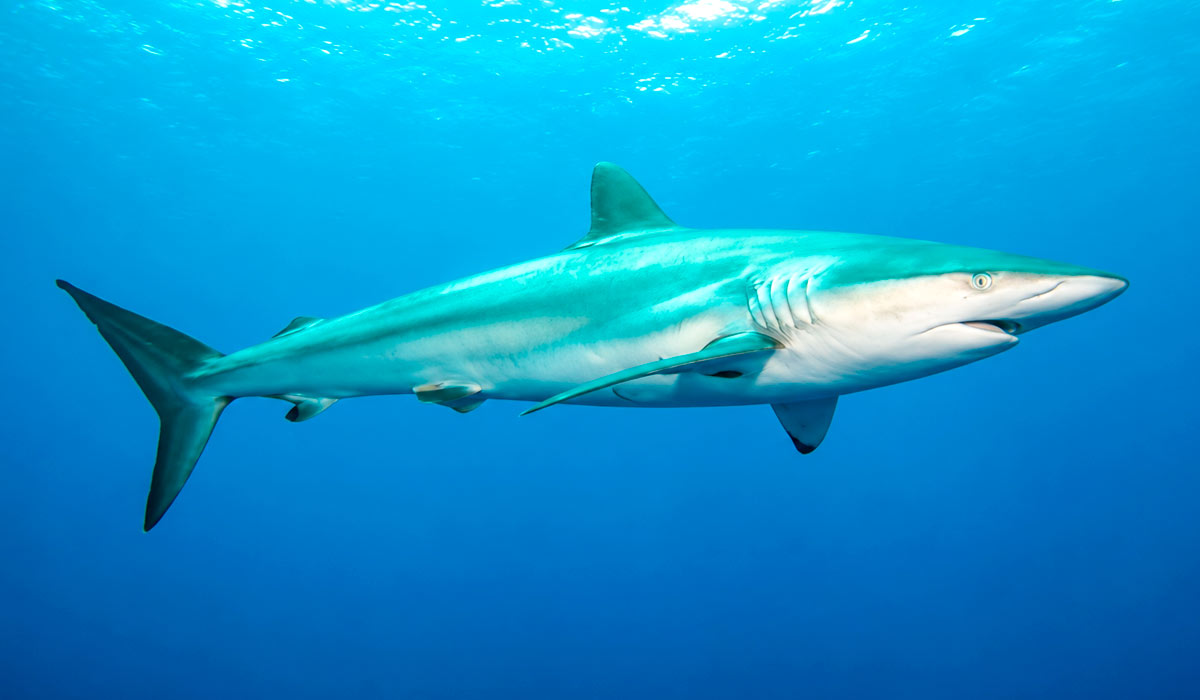 O tubarão seda (Carcharhinus falciformis) é destaque entre os episódios documentais O tubarão seda (Carcharhinus falciformis) é destaque entre os episódios documentais