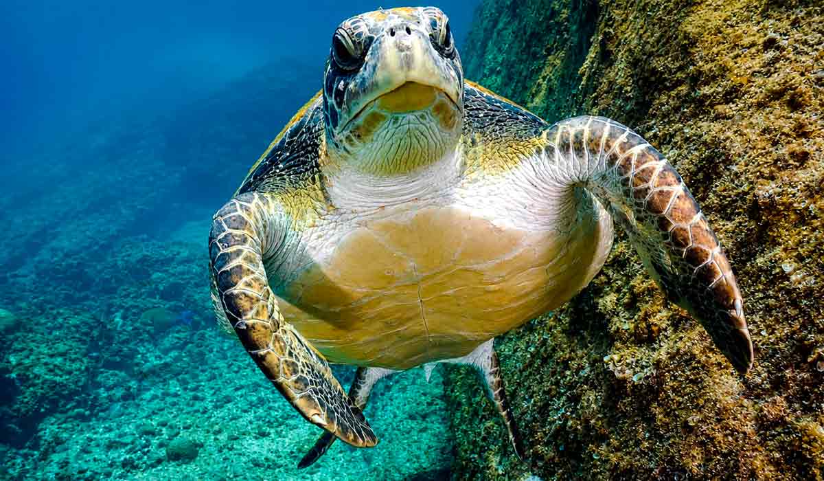 Série apresenta espécies marinhas em seus habitats naturais como a tartaruga verde (Chelonia mydas)