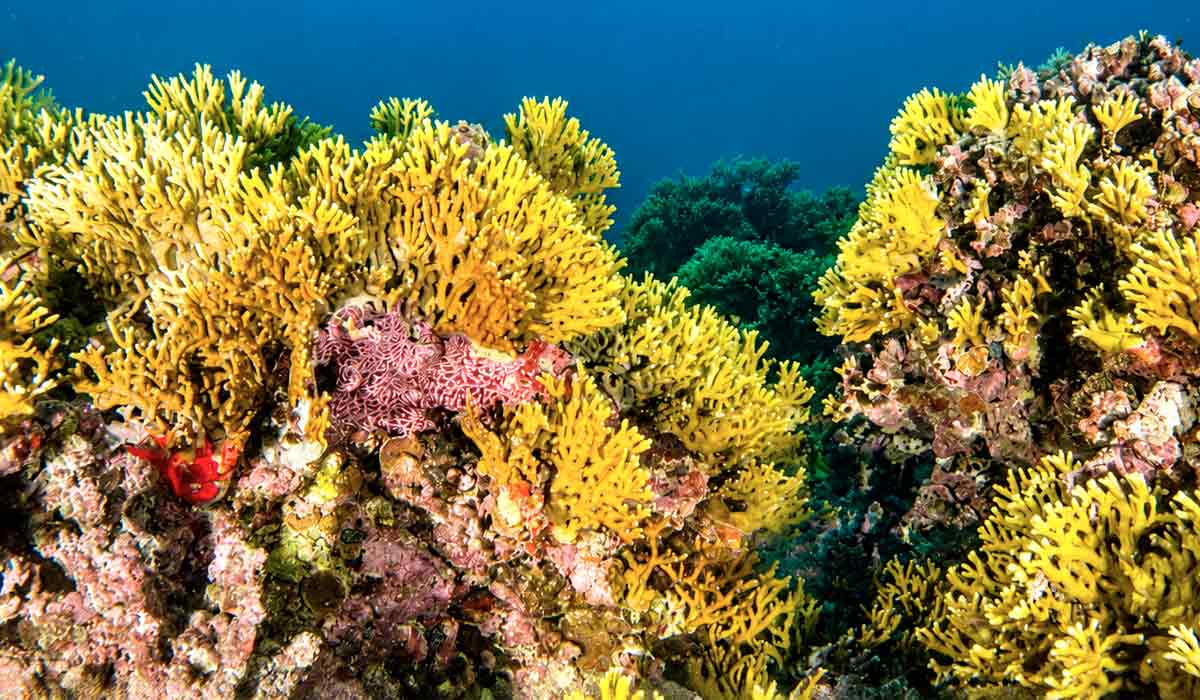 Corais brasileiros revelam elevada importância ecológica, como o coral-de-fogo (Millepora alcicornis) Corais brasileiros revelam elevada importância ecológica, como o coral-de-fogo (Millepora alcicornis)