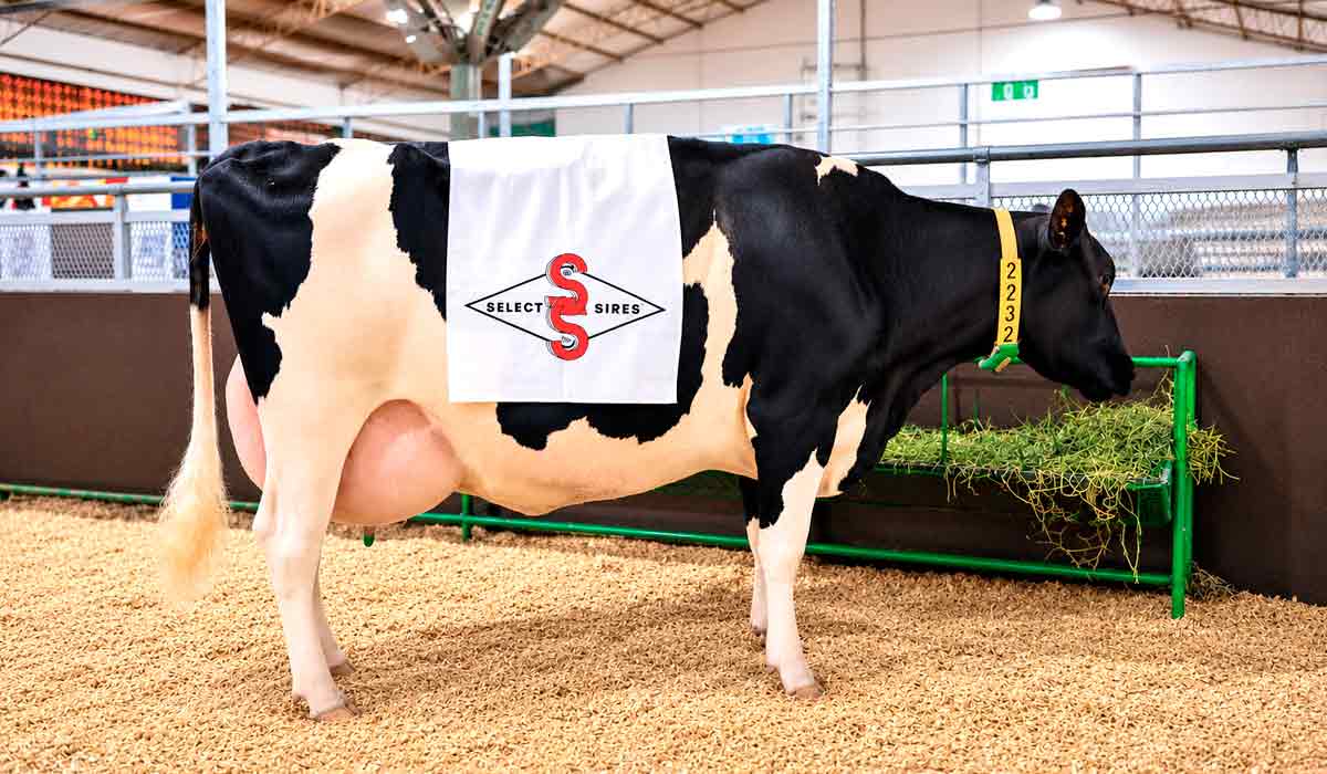 Vaca holandesa estabelece novo recorde de produção leiteira no Paraguai com 108,7 litros de leite e coloca genética bovina em destaque na pecuária sul-americana Vaca holandesa estabelece novo recorde de produção leiteira no Paraguai com 108,7 litros de leite e coloca genética bovina em destaque na pecuária sul-americana
