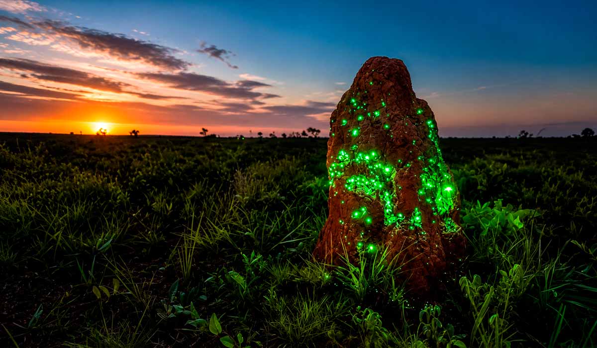 As larvas do vagalume Pyrearinus termitilluminans nos cupinzeiros iluminados encantam pesquisadores e visitantes no cerrado do Parna das Emas As larvas do vagalume Pyrearinus termitilluminans nos cupinzeiros iluminados encantam pesquisadores e visitantes no cerrado do Parna das Emas