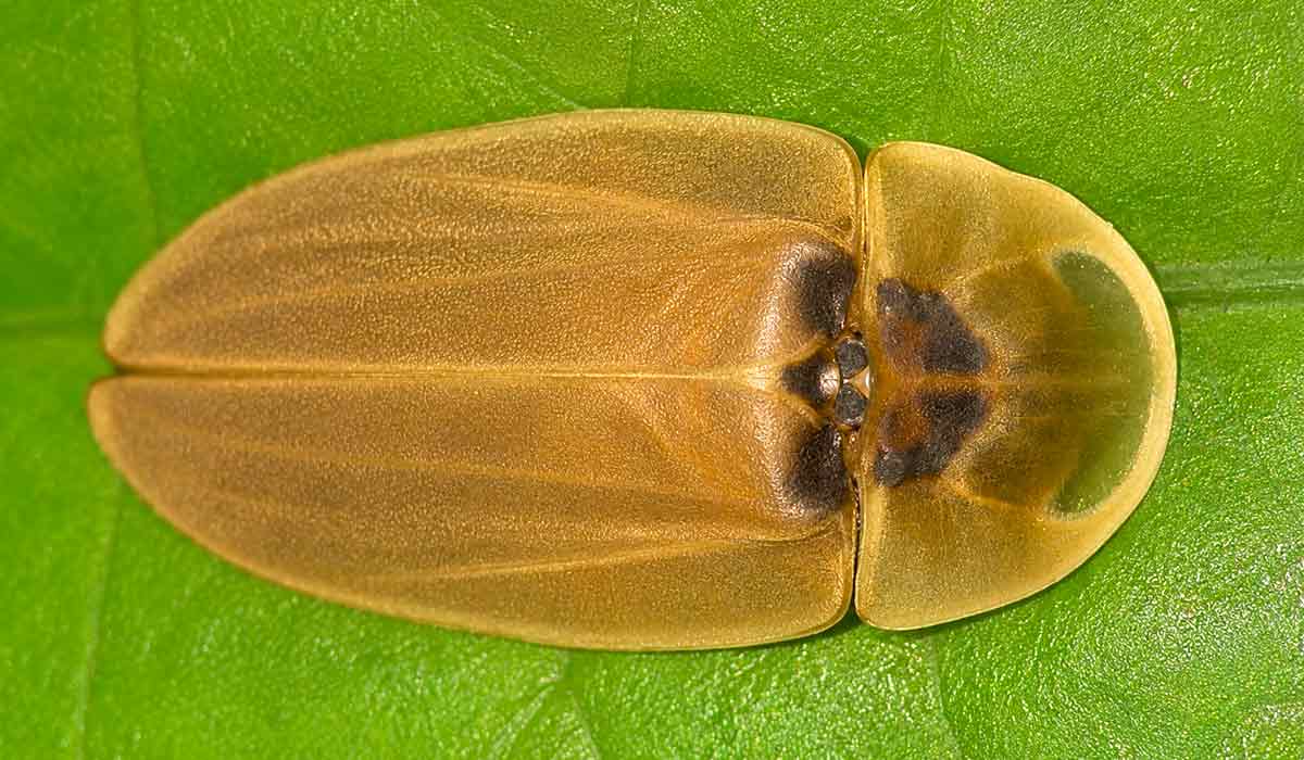 Cratomorphus concolor. Mata Atlântica abriga grande diversidade de vagalumes Cratomorphus concolor. Mata Atlântica abriga grande diversidade de vagalumes