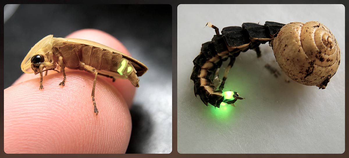 O vagalume lampirídeo Cratomorphus concolor, comum no bioma de Mata Atlântica, e sua larva predando um caramujo e emitindo luz O vagalume lampirídeo Cratomorphus concolor, comum no bioma de Mata Atlântica, e sua larva predando um caramujo e emitindo luz