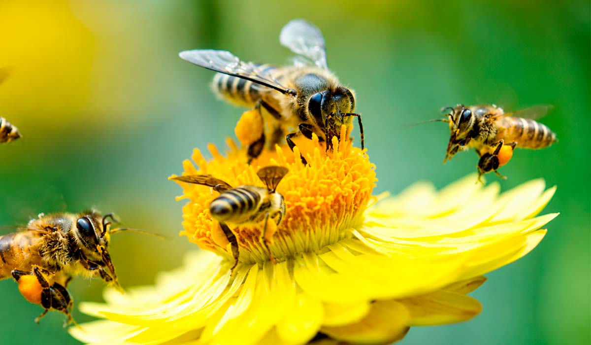 Diversas populações de insetos como as abelhas apresentaram redução significativa ao longo da última década pelos efeitos de agrotóxicos Diversas populações de insetos como as abelhas apresentaram redução significativa ao longo da última década pelos efeitos de agrotóxicos