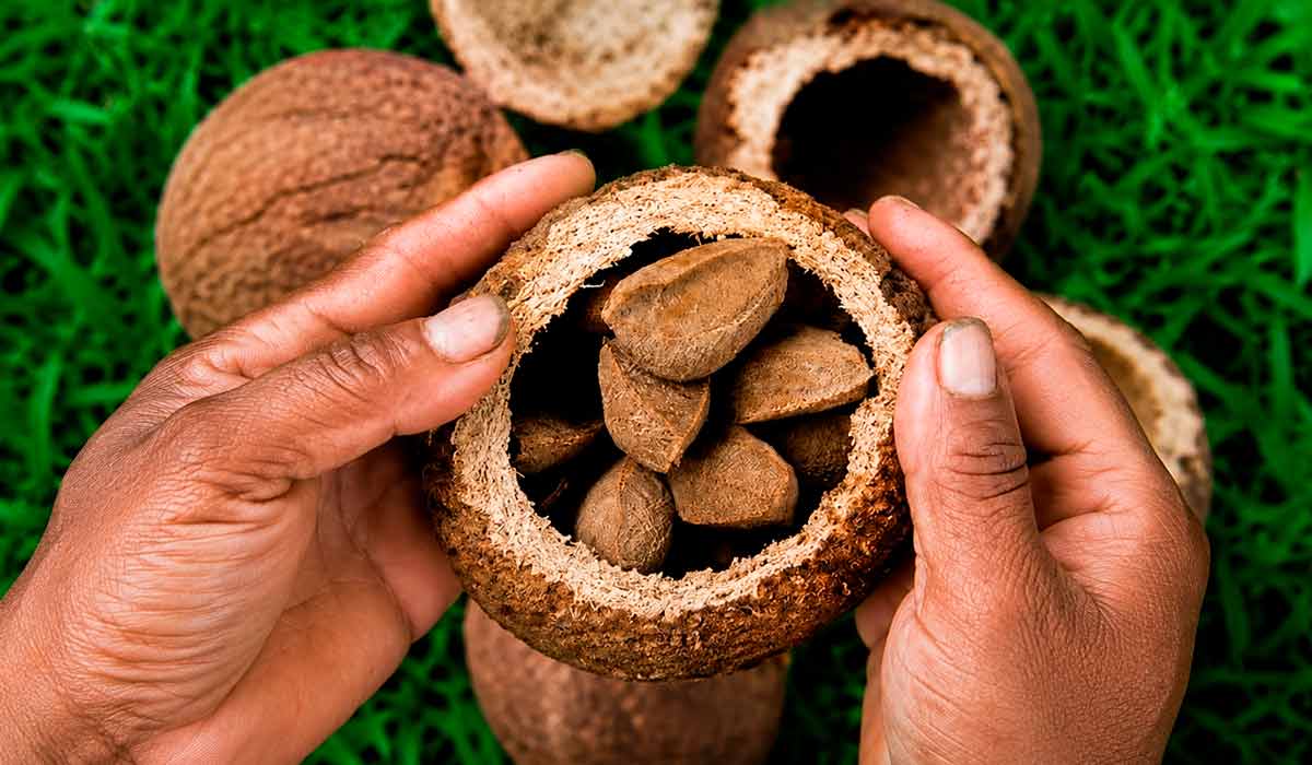 Produtos amazônicos avançam no comércio internacional com apoio de inteligência comercial, rastreabilidade e diversificação de mercados