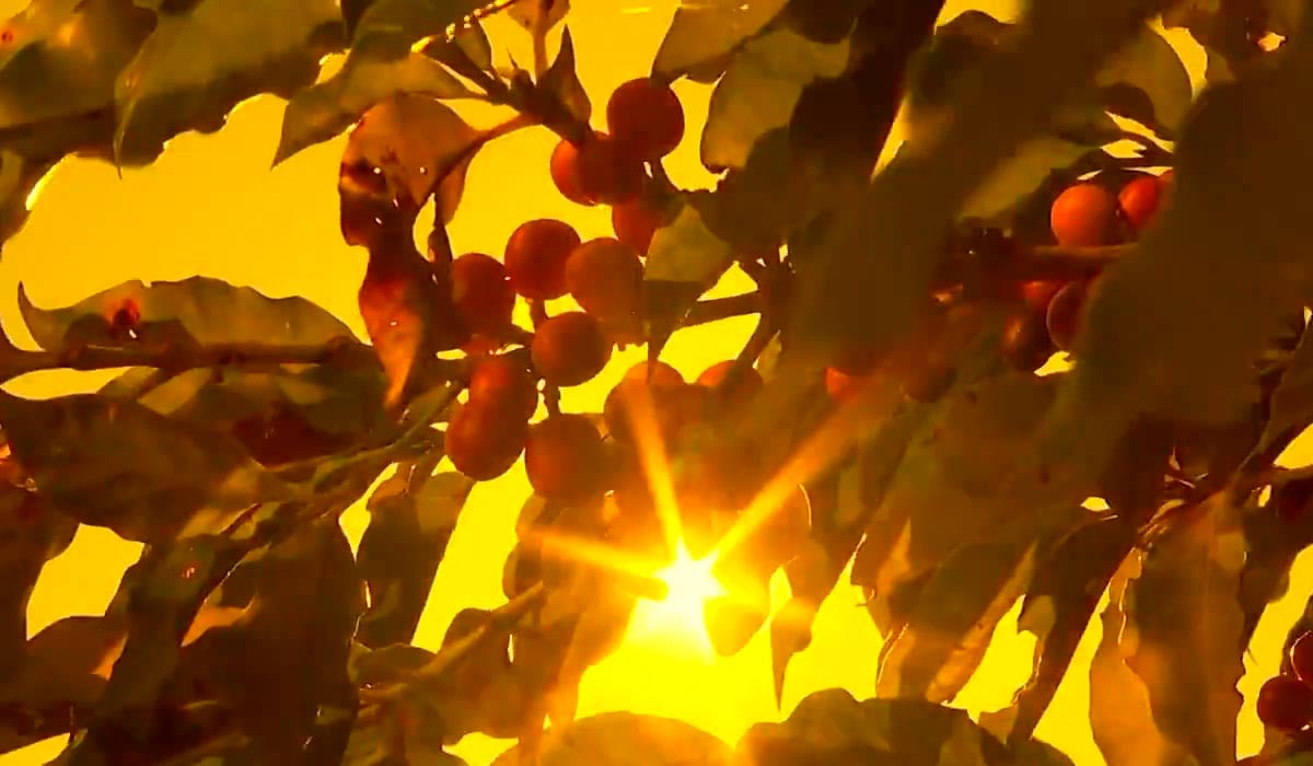 Calor extremo amplia riscos no agro e exige nova estratégia para lavouras, criações e armazenagem