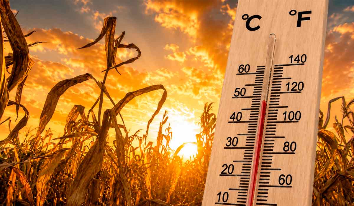 Milho e soja estão entre as culturas mais sensíveis ao calor durante fases reprodutivas Milho e soja estão entre as culturas mais sensíveis ao calor durante fases reprodutivas