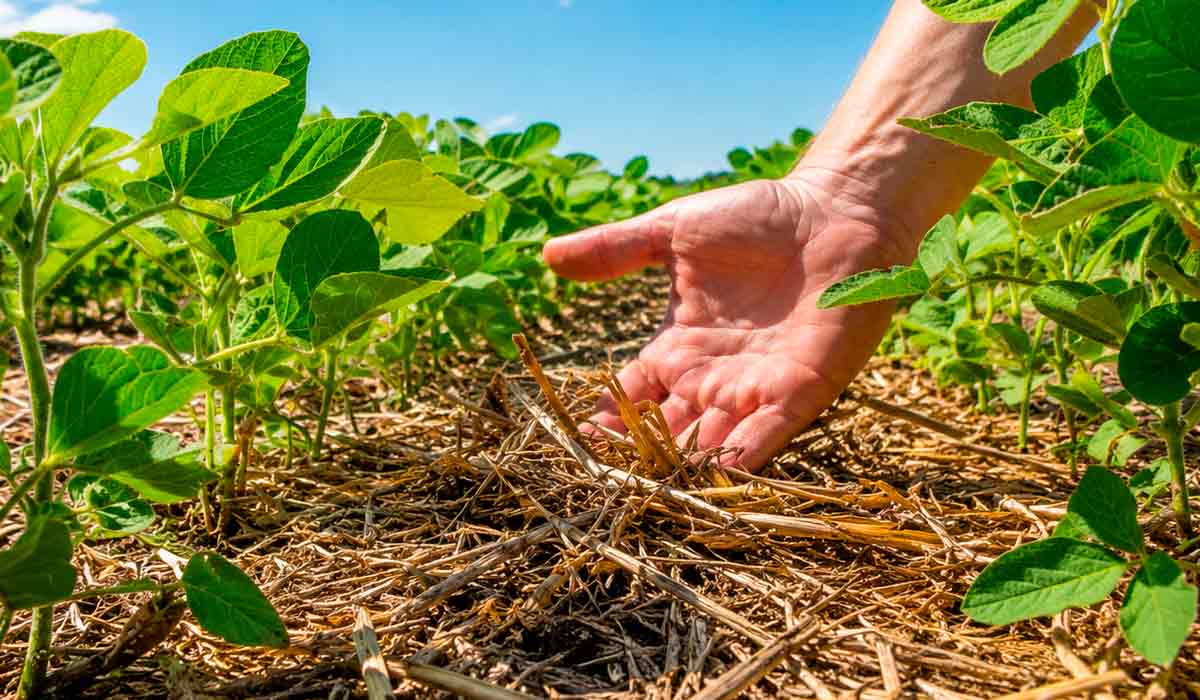 Cobertura do solo ajuda a preservar umidade e reduzir temperaturas na superfície agrícola Cobertura do solo ajuda a preservar umidade e reduzir temperaturas na superfície agrícola