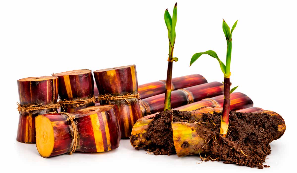 Além da escolha da variedade, a qualidade das gemas de cana-de-açúcar define o sucesso da brotação, a uniformidade do canavial e a produtividade da lavoura Além da escolha da variedade, a qualidade das gemas de cana-de-açúcar define o sucesso da brotação, a uniformidade do canavial e a produtividade da lavoura