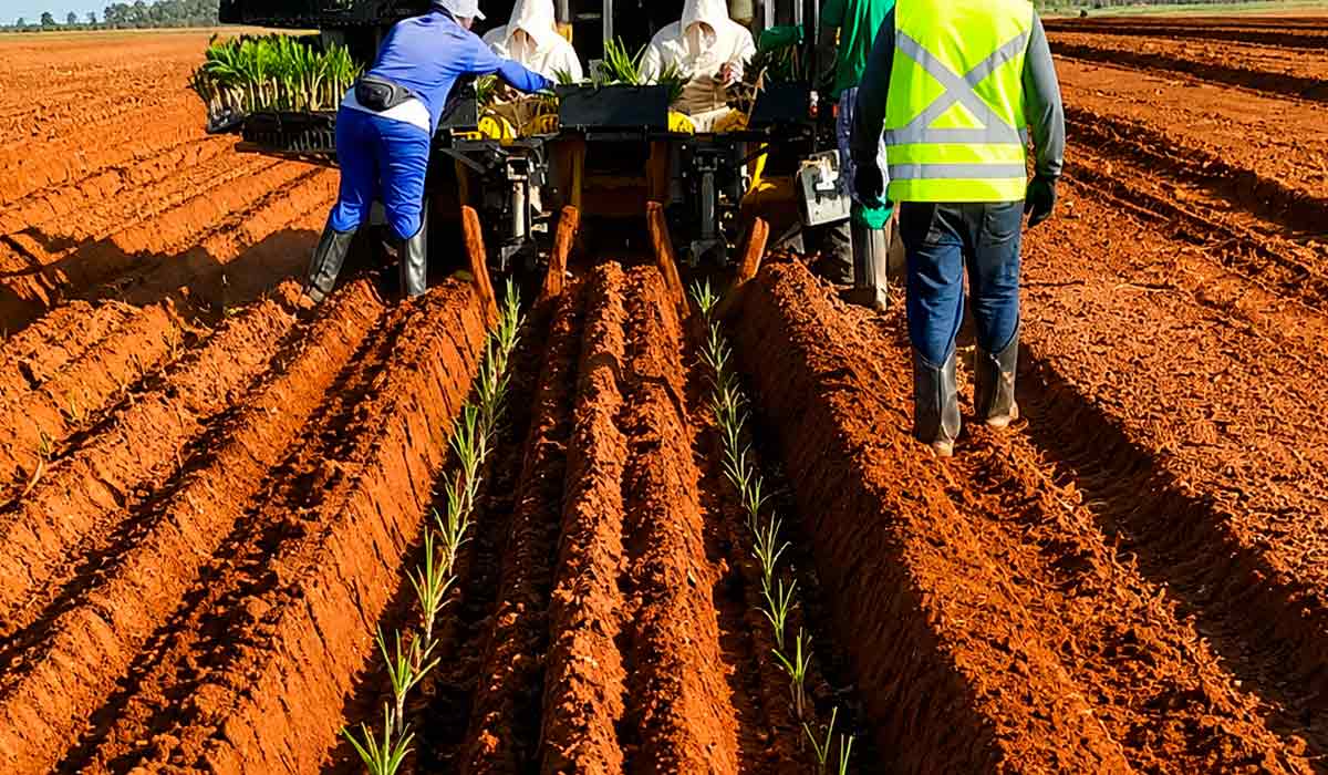 Plantio de mudas pré-brotadas (MPB). O sistema MPB permite a seleção e o tratamento das gemas retiradas da cana, que posteriormente originam as mudas, garantindo plantas mais saudáveis, além de permitir o plantio mecanizado Plantio de mudas pré-brotadas (MPB). O sistema MPB permite a seleção e o tratamento das gemas retiradas da cana, que posteriormente originam as mudas, garantindo plantas mais saudáveis, além de permitir o plantio mecanizado