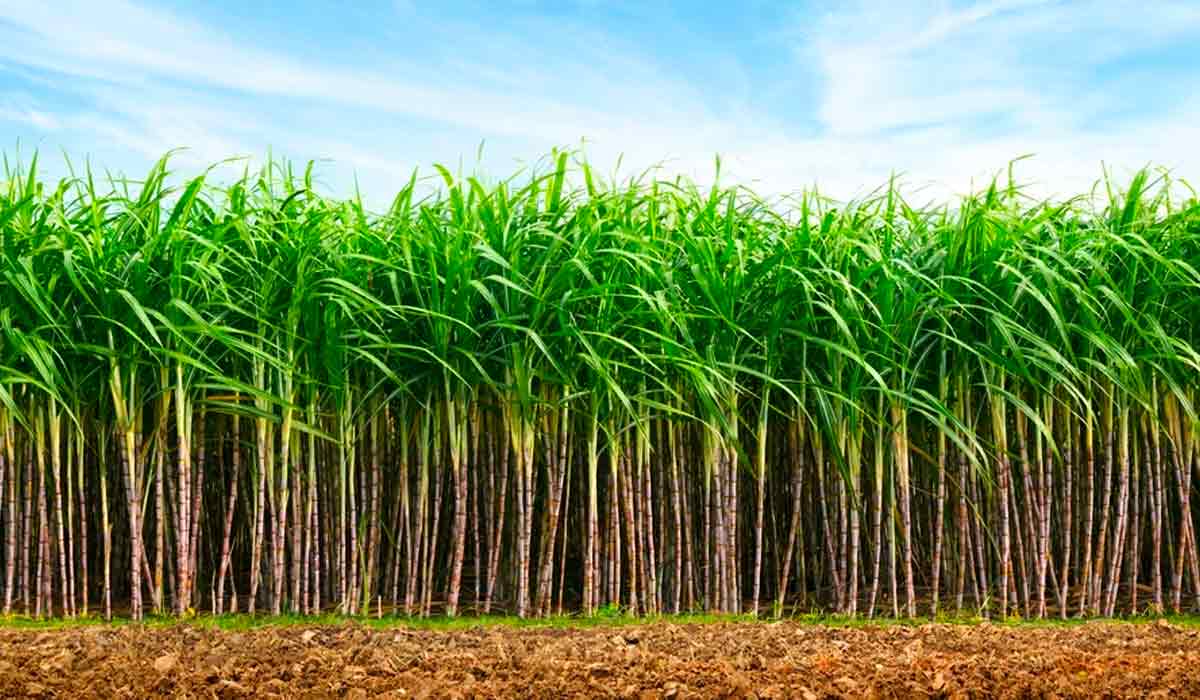 Aumentar produtividade e longevidade do canavial depende da variedade, de manejo integrado e boas práticas que mantêm a saúde da planta Aumentar produtividade e longevidade do canavial depende da variedade, de manejo integrado e boas práticas que mantêm a saúde da planta
