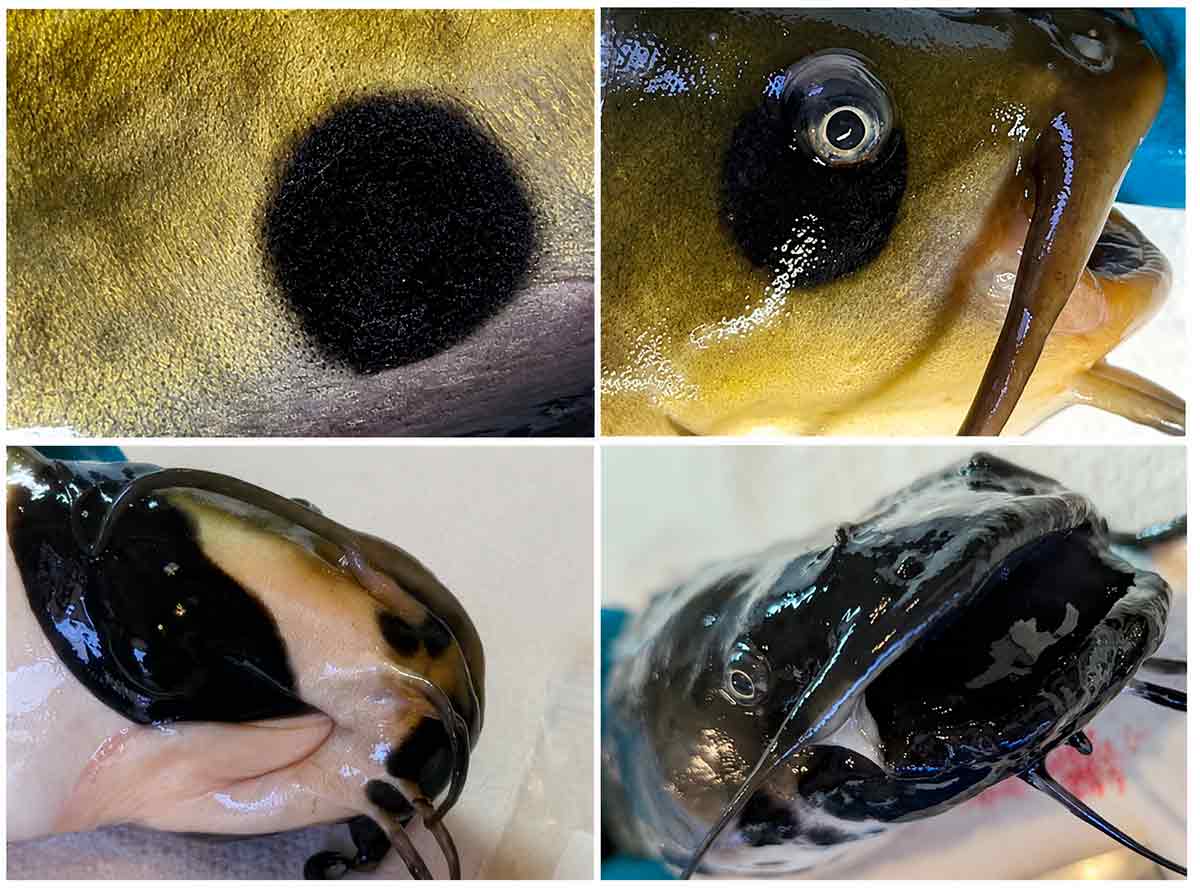 A investigação teve início após biólogos e pescadores observarem, desde 2012, o aparecimento de manchas escuras e lesões elevadas na pele dos peixes A investigação teve início após biólogos e pescadores observarem, desde 2012, o aparecimento de manchas escuras e lesões elevadas na pele dos peixes
