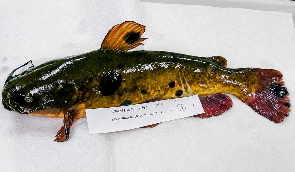 Um bagre com melanomas capturado pelos pesquisadores da Universidade de Vermont que investigam como células tumorais conseguem alcançar novos hospedeiros Um bagre com melanomas capturado pelos pesquisadores da Universidade de Vermont que investigam como células tumorais conseguem alcançar novos hospedeiros