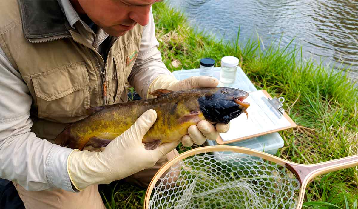 Os pesquisadores afirmam que a doença não representa nenhum risco conhecido para as pessoas. Vermont nunca emitiu um alerta específico para o lago ou para o peixe Os pesquisadores afirmam que a doença não representa nenhum risco conhecido para as pessoas. Vermont nunca emitiu um alerta específico para o lago ou para o peixe