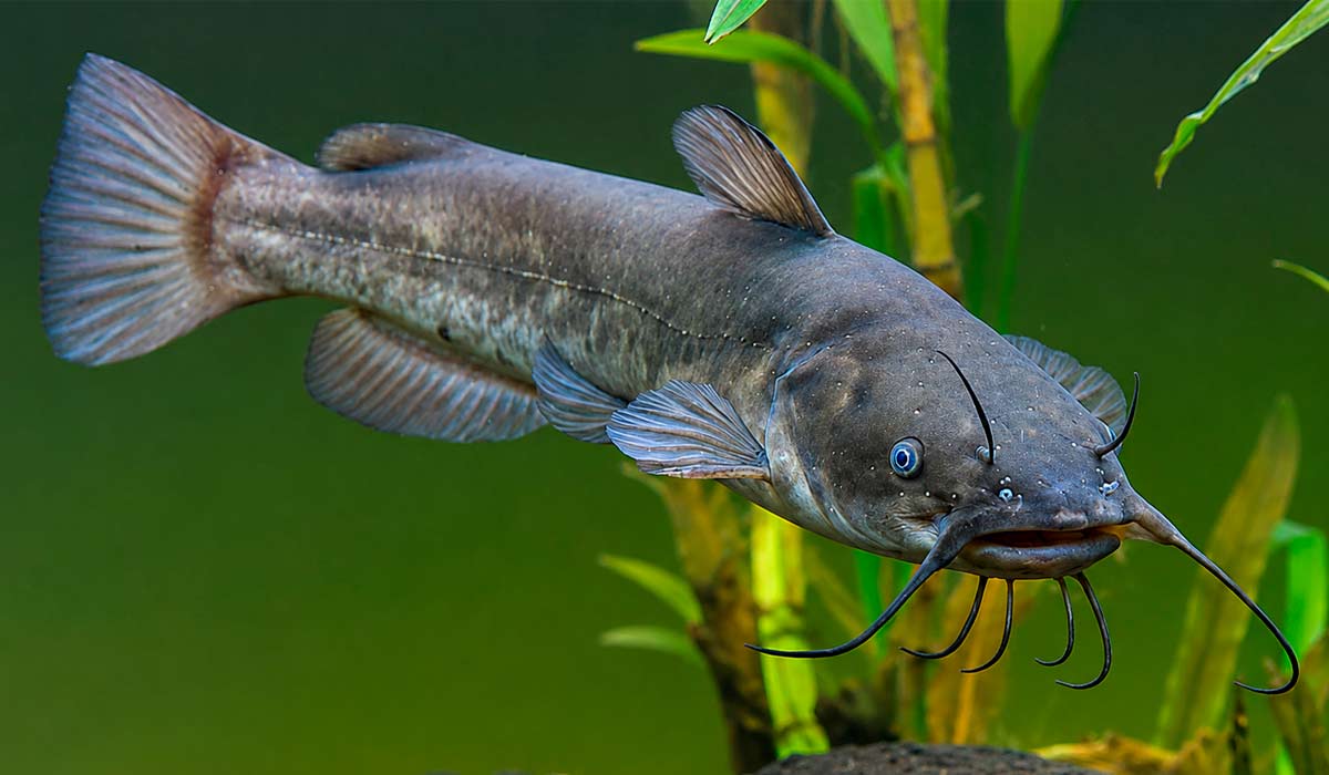Um bagre marrom (Ameiurus nebulosus) sadio. Os bagres vivem próximos ao fundo e mantêm contato frequente com os sedimentos Um bagre marrom (Ameiurus nebulosus) sadio. Os bagres vivem próximos ao fundo e mantêm contato frequente com os sedimentos