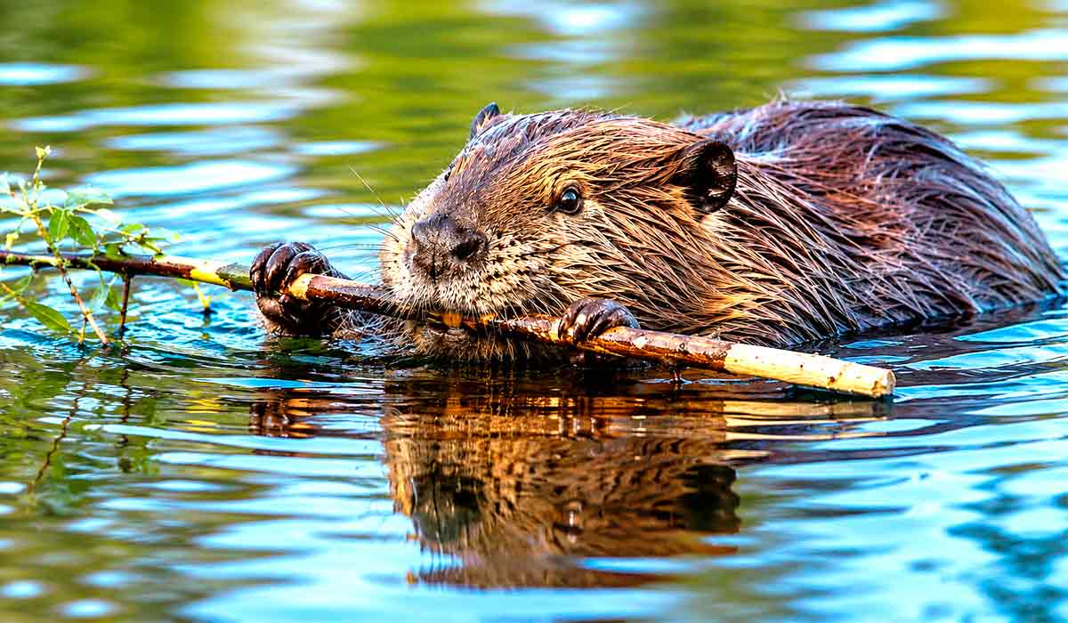 Dois ataques de castores levaram autoridades a restringir o acesso a áreas recreativas em parque estadual de Maryland e vigilância da fauna silvestre busca identificar possível circulação do vírus da raiva Dois ataques de castores levaram autoridades a restringir o acesso a áreas recreativas em parque estadual de Maryland e vigilância da fauna silvestre busca identificar possível circulação do vírus da raiva
