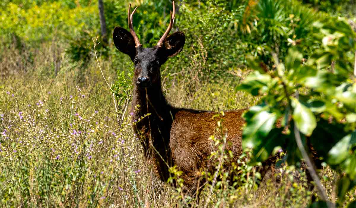 O cervo-do-pantanal melânico tem tons de castanho-escuro e preto. Monitoramento por câmeras ajudou pesquisadores a identificar os cervos com melanismo - Foto: Taile Emanuele O cervo-do-pantanal melânico tem tons de castanho-escuro e preto. Monitoramento por câmeras ajudou pesquisadores a identificar os cervos com melanismo - Foto: Taile Emanuele