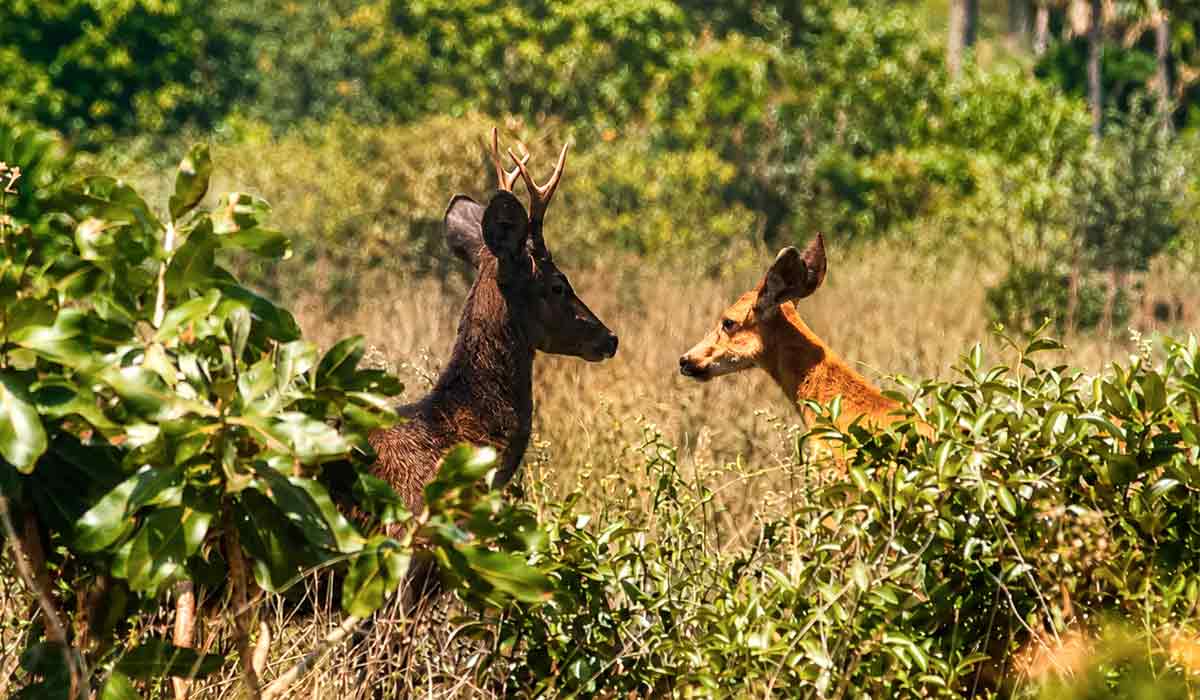Um macho de cervo-do-pantanal melânico, mais conhecido como preto, e uma fêmea da cor normal flagrados no Parque Grande Sertão Veredas — Foto: Taile Emanuele Um macho de cervo-do-pantanal melânico, mais conhecido como preto, e uma fêmea da cor normal flagrados no Parque Grande Sertão Veredas — Foto: Taile Emanuele