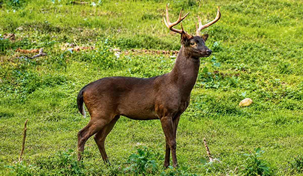 Ciência confirma o "veado preto" no Brasil e amplia conhecimento sobre a fauna do Pantanal - Foto: Eduardo Fragoso/Onçafari