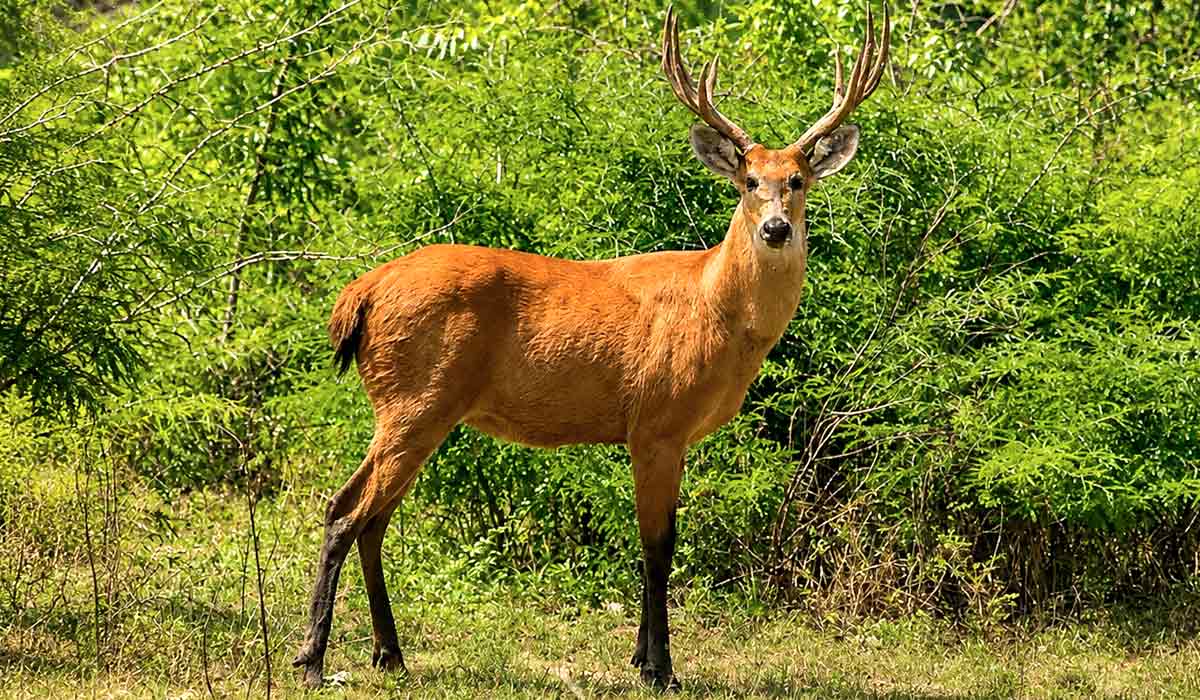 Maior cervídeo da América do Sul, o cervo-do-pantanal (Blastocerus dichotomus), com pelagem característica da espécie, pode ser encontrado no pantanal, na amazônia e no cerrado - Foto: Alexandre Gualhanone/Biofaces Maior cervídeo da América do Sul, o cervo-do-pantanal (Blastocerus dichotomus), com pelagem característica da espécie, pode ser encontrado no pantanal, na amazônia e no cerrado - Foto: Alexandre Gualhanone/Biofaces