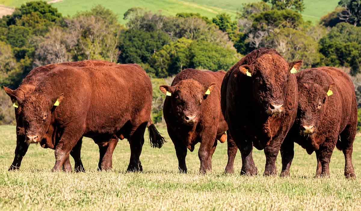 Devon combina precocidade, fertilidade e rendimento de carcaça na pecuária de corte Devon combina precocidade, fertilidade e rendimento de carcaça na pecuária de corte