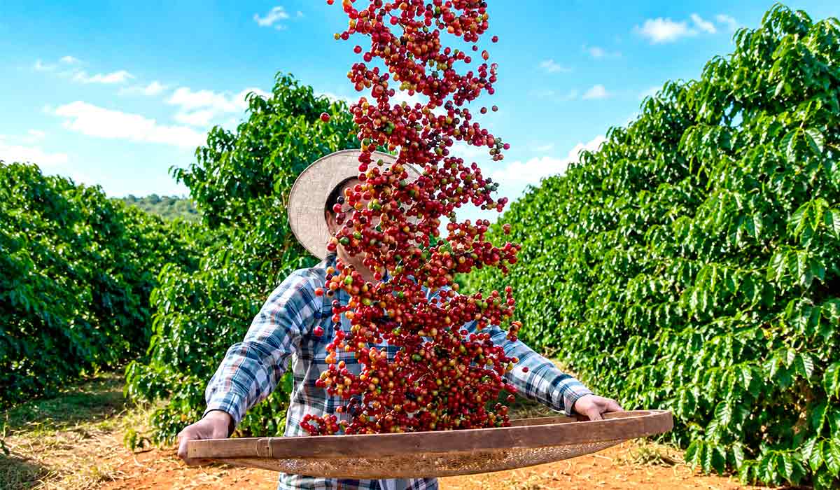 Informações sobre produtores ajudam a revelar transformações estruturais da cafeicultura Informações sobre produtores ajudam a revelar transformações estruturais da cafeicultura