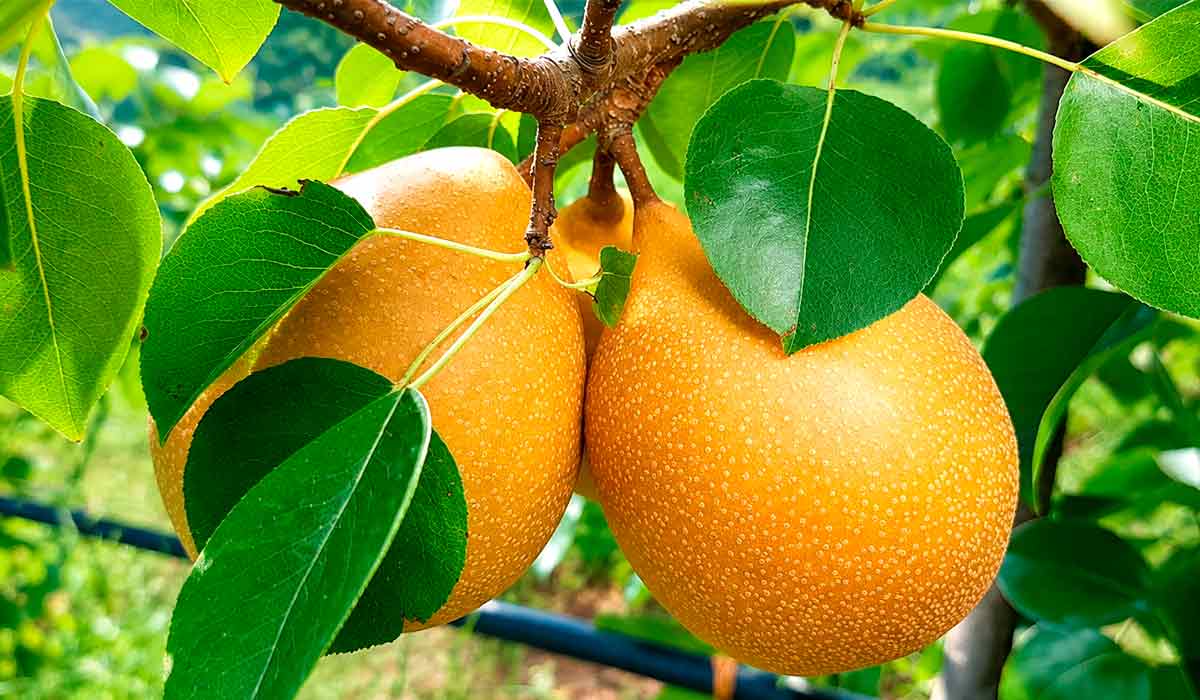 BRS Áurea reúne produtividade, qualidade de frutos e adaptação às condições do sul do Brasil