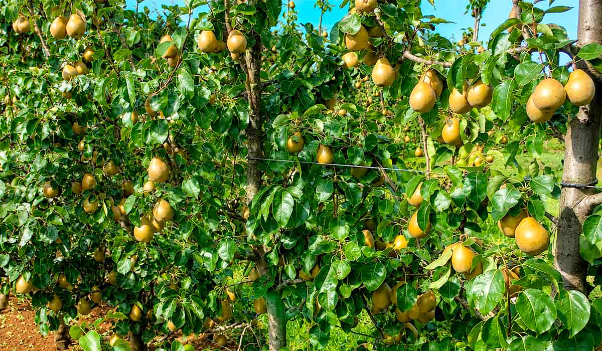 A combinação entre época de colheita, potencial produtivo e qualidade dos frutos amplia as possibilidades de uso da cultivar em sistemas comerciais - Foto: Fábio Ribeiro A combinação entre época de colheita, potencial produtivo e qualidade dos frutos amplia as possibilidades de uso da cultivar em sistemas comerciais - Foto: Fábio Ribeiro