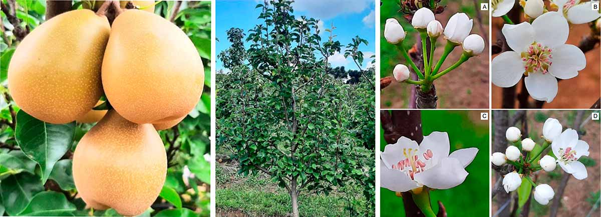 Frutos da cultivar BRS Áurea - Arquitetura característica da cultivar BRS Áurea enxertada no porta-enxerto ‘Adams’ (4º ano). Caxias do Sul, RS, 2024 - Partes reprodutivas da planta da cultivar BRS Áurea/Adams: (A) Cacho floral; (B) flor; (C) posição dos estigmas em relação às anteras; (D) cacho floral exibindo a ordem de abertura das flores - Fotos: João Caetano Fioravanço Frutos da cultivar BRS Áurea - Arquitetura característica da cultivar BRS Áurea enxertada no porta-enxerto ‘Adams’ (4º ano). Caxias do Sul, RS, 2024 - Partes reprodutivas da planta da cultivar BRS Áurea/Adams: (A) Cacho floral; (B) flor; (C) posição dos estigmas em relação às anteras; (D) cacho floral exibindo a ordem de abertura das flores - Fotos: João Caetano Fioravanço