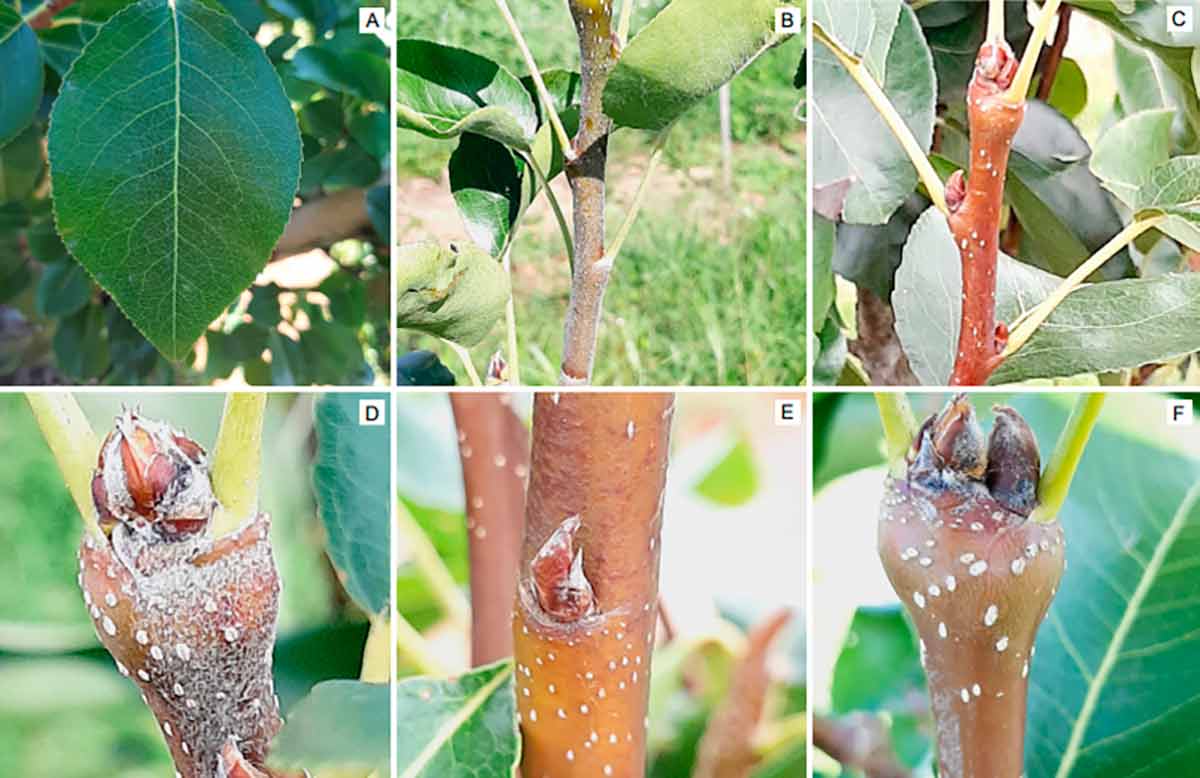 Partes da planta da cultivar BRS Áurea/Adams. (A) Folha; (B) ramo do ano; (C) ramo de ano; (D) pilosidade na parte apical do ramo de ano; (E) gema vegetativa; (F) gemas floríferas - Fotos: João Caetano Fioravanço Partes da planta da cultivar BRS Áurea/Adams. (A) Folha; (B) ramo do ano; (C) ramo de ano; (D) pilosidade na parte apical do ramo de ano; (E) gema vegetativa; (F) gemas floríferas - Fotos: João Caetano Fioravanço