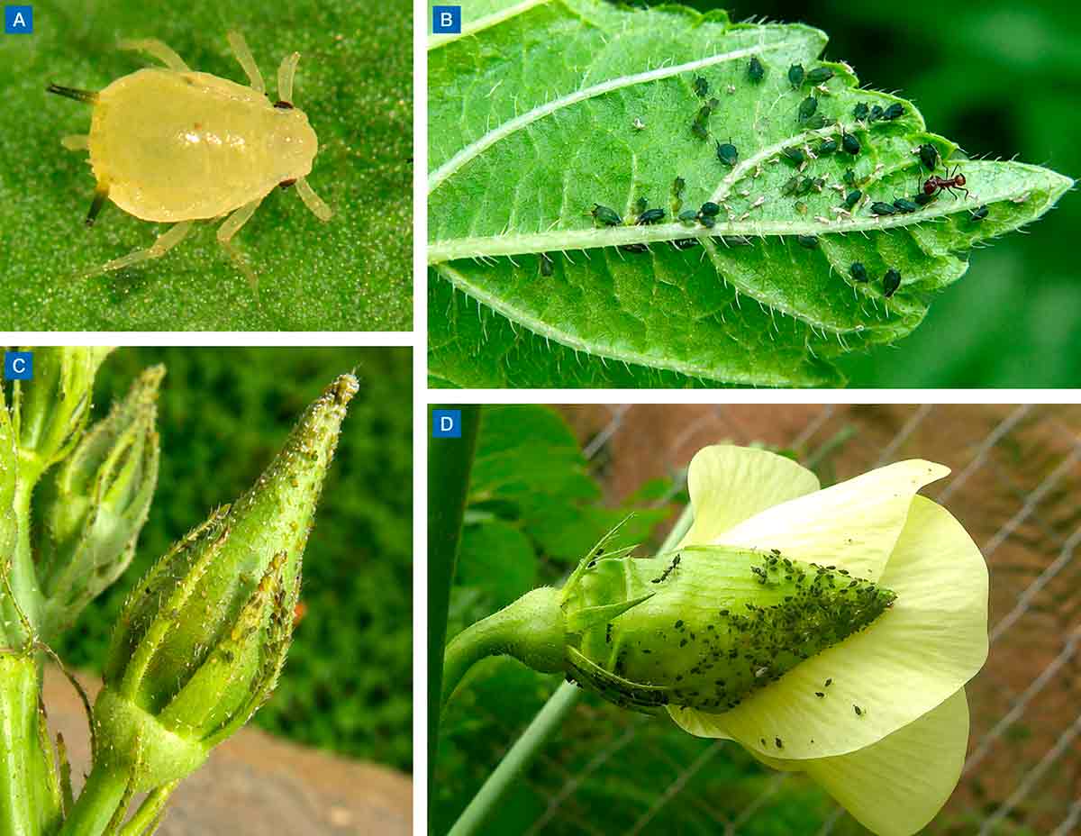 Pulgão-do-algodoeiro (Aphis gossypii). Adulto áptero (sem asas) (A); colônia de pulgões e presença de formigas na folha de quiabeiro (B); pulgões no botão floral (C); pulgões na flor (D) Pulgão-do-algodoeiro (Aphis gossypii). Adulto áptero (sem asas) (A); colônia de pulgões e presença de formigas na folha de quiabeiro (B); pulgões no botão floral (C); pulgões na flor (D)