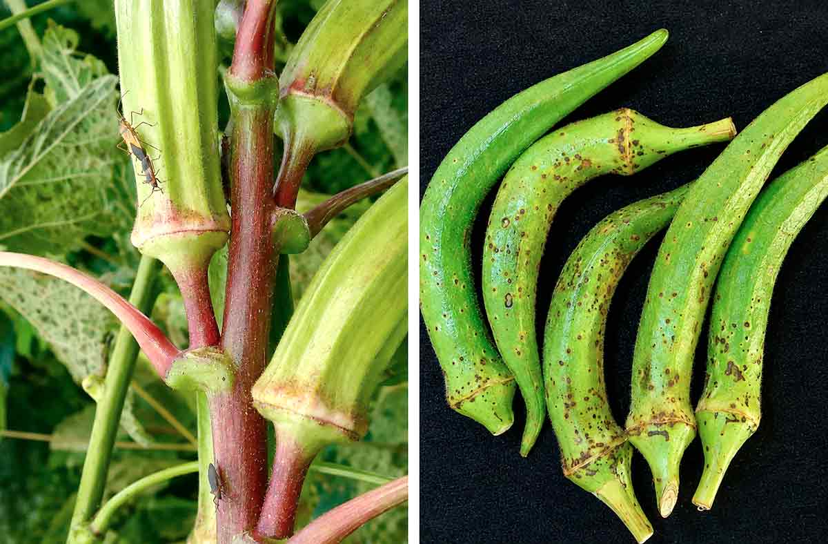 À esquerda, Adultos de percevejo-manchador (Dysdercus spp.) em plantas de quiabeiro; À direita, Danos ocasionados pelo percevejo-manchador (Dysdercus spp.) em frutos de quiabeiro À esquerda, Adultos de percevejo-manchador (Dysdercus spp.) em plantas de quiabeiro; À direita, Danos ocasionados pelo percevejo-manchador (Dysdercus spp.) em frutos de quiabeiro