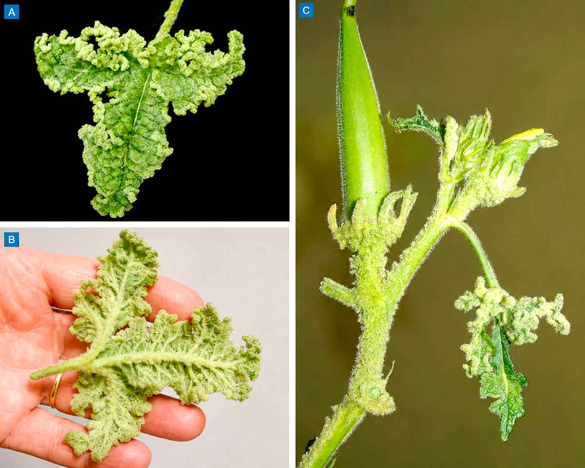 Sintomas de infestação do ácaro-da-erinose (Aceria esculenti) em quiabeiro. Face superior da folha (A); face inferior da folha (B); infestação no botão floral e no pedúnculo do fruto em formação (C) Sintomas de infestação do ácaro-da-erinose (Aceria esculenti) em quiabeiro. Face superior da folha (A); face inferior da folha (B); infestação no botão floral e no pedúnculo do fruto em formação (C)