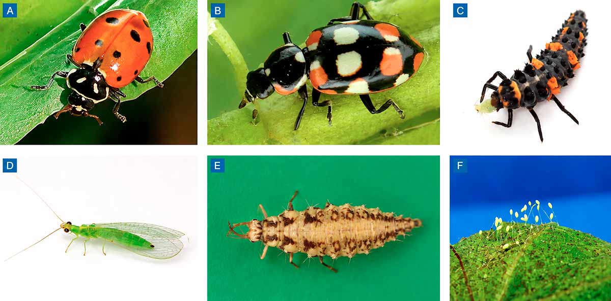 Inimigos naturais mais comumente encontrados em cultivos de alho e cebola. Adulto da joaninha predadora Hippodamia convergens Guérin-Méneville (Coleoptera: Coccinellidae) (A); adulto da joaninha predadora Eriopis connexa Germar (Coleoptera: Coccinellidae) (B); larva (imaturo) da joaninha H. convergens (C); adulto do predador, crisopídeo Chysoperla sp. (Neuroptera: Chrysopidae) (D); larva do crisopídeo Chysoperla sp. (E); ovos de crisopídeo (F) Inimigos naturais mais comumente encontrados em cultivos de alho e cebola. Adulto da joaninha predadora Hippodamia convergens Guérin-Méneville (Coleoptera: Coccinellidae) (A); adulto da joaninha predadora Eriopis connexa Germar (Coleoptera: Coccinellidae) (B); larva (imaturo) da joaninha H. convergens (C); adulto do predador, crisopídeo Chysoperla sp. (Neuroptera: Chrysopidae) (D); larva do crisopídeo Chysoperla sp. (E); ovos de crisopídeo (F)