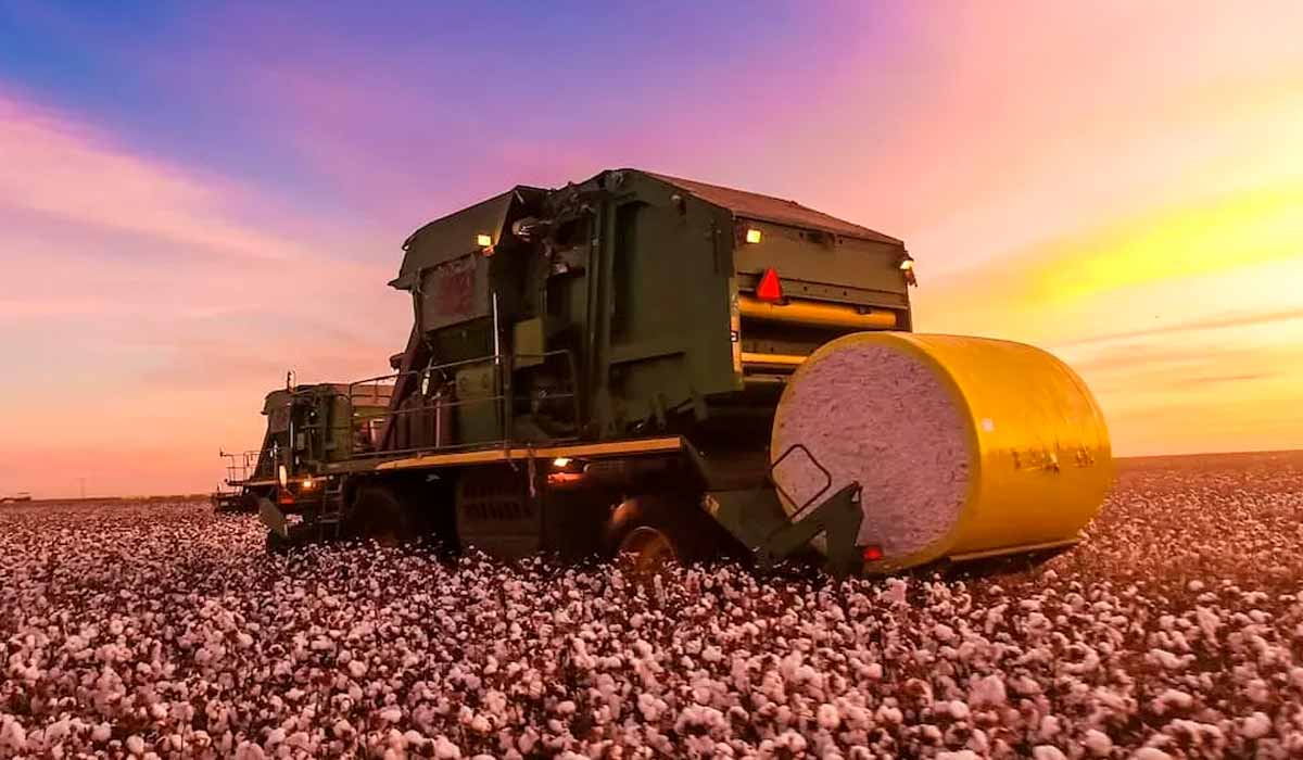 Produtores, pesquisadores e empresas se encontram para discutir os caminhos da cotonicultura brasileira em um cenário de transformação tecnológica e comercial Produtores, pesquisadores e empresas se encontram para discutir os caminhos da cotonicultura brasileira em um cenário de transformação tecnológica e comercial